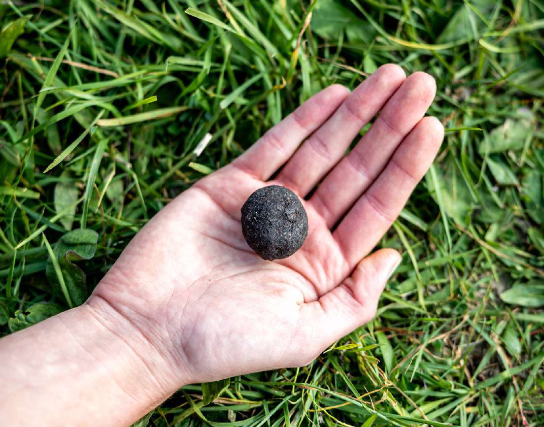 SeedBomb formulacija